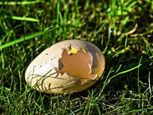 Do baby birds eat as soon as they hatch?