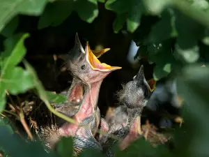 Why Do Baby Birds Chirp? (10 Reasons Why + FAQ’s)