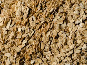 Can pigeons eat oats? Nutrients, Serving, What to avoid