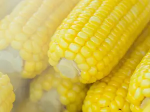 Do pigeons eat corn? Benefits and Best time to feed pigeons corn