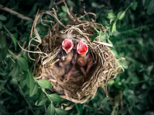Why do baby birds open their mouths?
