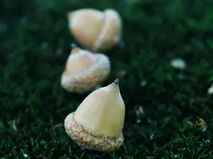 Do pigeons eat acorns? Toxins in acorns vs your pigeons