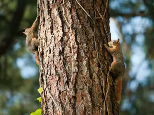 Do squirrels eat other squirrels?