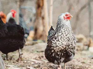 Chicken Spitting Up Clear Liquid (3 Reasons Why + FAQ’s)