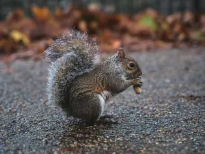 Why do squirrels like nuts?