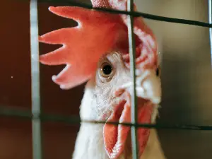 How To Drain Water Belly In Chickens (Step By Step + FAQ’s)