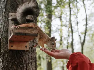 Do Squirrels Get Attached To Humans? How This Plays Out – Critter clean out