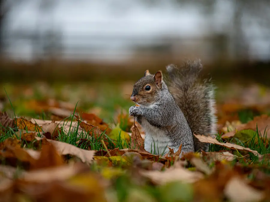 Dead Squirrel In The Garden (Causes Of Death + How To Get Rid Of It ...