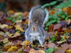 What does it mean when a squirrel stares at you?
