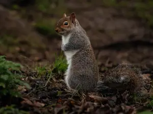 Do squirrels sleep with their eyes open?