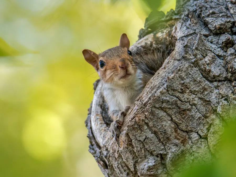 How Much Do Baby Squirrels Sleep? – Critter Clean Out