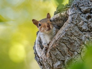 How Much Do Baby Squirrels Sleep? (What Is Normal)