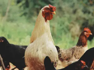 Chicken Has Fluid Coming Out Of Its Mouth, (4 Reasons Why, What To Do + Faq’s)