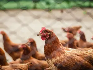 Chicken Vomiting Yellow Liquid, (Why + What To Do + FAQ’s)