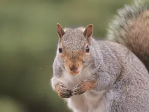 Common Causes Of Squirrel Death (6 Common Causes + FAQ’s)