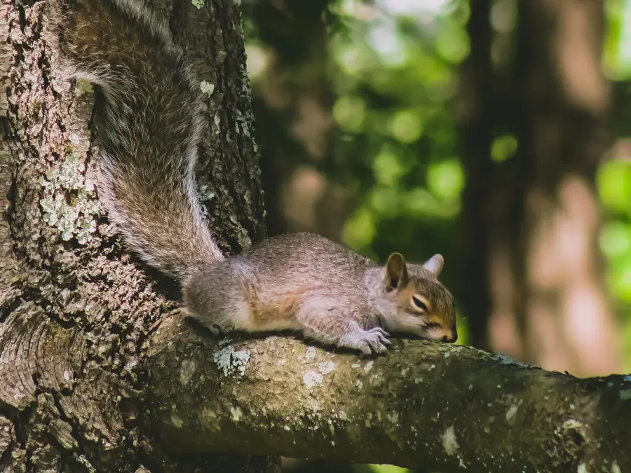 How Do Squirrels Die Naturally (4 Main Causes Of Death) – Critter Clean Out