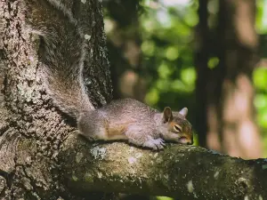 How do squirrels die naturally