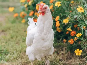 Chicken’s Crop Is Full Of Liquid (Why + What To Do)