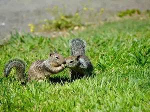 Do squirrels fight?