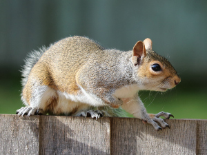 Pet squirrel getting aggressive, why and what to do