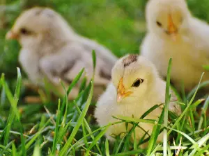 Baby Bird Crop Not Emptying (4 Reasons Why)