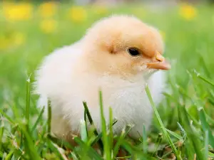 Baby Chick Has A Swollen Crop (Why + What To Do)