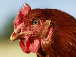 Chicken Foaming At The Mouth, (3 Reasons Why, What To Do + FAQ)