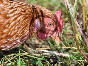 Can chickens eat wild bird seed? Benefits, Risks, and How to Serve