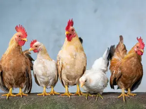 Can chickens eat raw red potatoes? Benefits and Serving Tips
