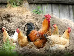 Can Chickens Eat Radish Greens?, Radishes, and Radish Seeds? 