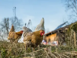 Can Chickens Eat Rabbit Pellets? Nutrients, Feeding Side Effects