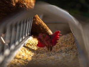 Can Chickens Eat Turkey Feed? Risks, Other Feeds For Chickens