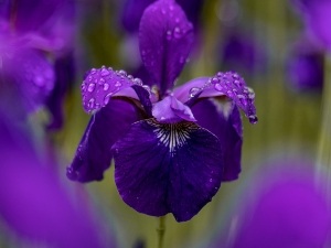 Can Chickens Eat Irises? Risks, Keeping Irises and Chickens Safe