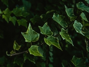 Can chickens eat ivy? How to protect your ivy from chickens