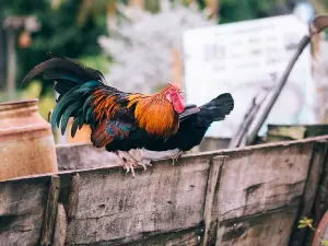 Can Chickens Eat Turnips? Nutrients And Serving Suggestions