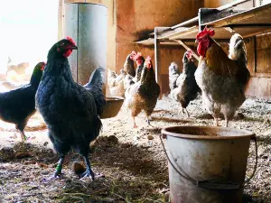 Can Chickens Eat Yellow Cucumbers? Benefits, Serving Suggestion
