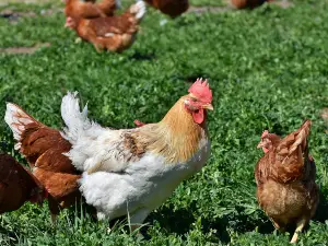 Can Chickens Eat Timothy Hay? (Risks, Options + FAQ’s)