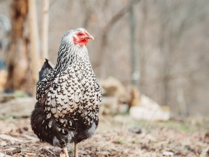 Can Chickens Eat Parrot Feed? Risks, Effects, and Alternatives
