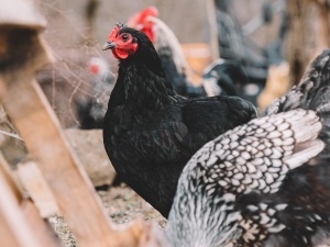 Can Chickens Eat Pig Feed? (Effects of Feeding Chickens Pig Feed+ FAQ’s)