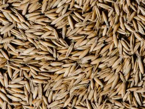 Can Chickens Eat Oats With Hulls? Benefits and What To Avoid