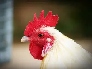Can Chickens Eat Yellow Rice? Benefits, Serving, Other Rice Types