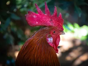 Can Chickens Eat Wild Mushrooms? Which to Feed, and Avoid