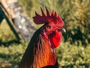 Can Chickens Eat Duck Starter? Effects This Has On Chickens