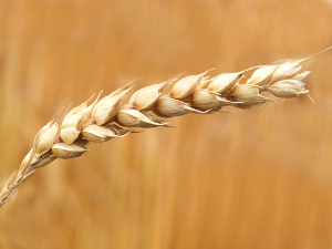 Can chickens eat wheat? Nutrients and Serving suggestions