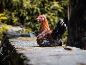 Can Chickens Eat Too Much Oyster Shell? (Effects Of Too Much)