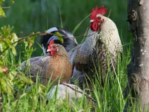 Can Chickens Eat Wild Strawberries? Benefits, and Edible Options