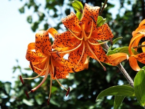 Can Chickens Eat Tiger Lilies? Risks, How To Keep Tiger Lilies Safe