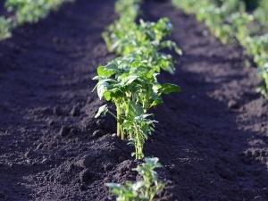 Can Chickens Eat Potato Leaves? Risks, and Other Toxic Leaves