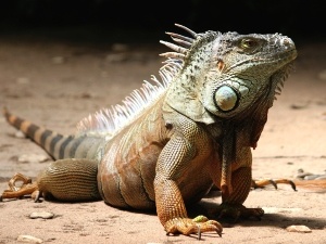 Do Raccoons Eat Iguanas? How Raccoons Hunt And Kill Them