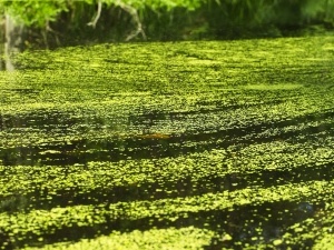 Can chickens eat duckweed? Benefits and How to Serve